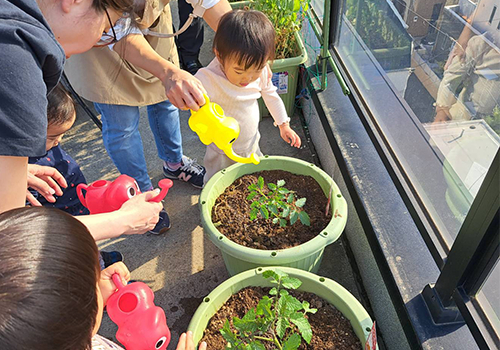 立川 保育園 ベネチアンベイビーの野菜の収穫体験の様子 ベネチアン菜園